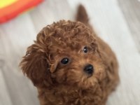 Toy Poodle 3 Aylık