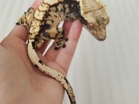 SAĞLIKLI VE KALİTELİ CRESTED GECKOLAR