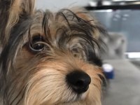 Eğitimli yorkshire terrier