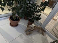 Safkan maltipoo 5,5 aylık erkek