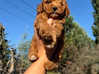 Sevimli poodle yeni yuvasını arıyor