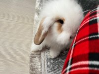 2 aylık hollanda lop tavşan