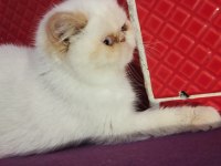 İran exotic red point