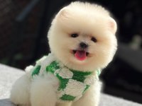 Orijinal Pomeranian Boo