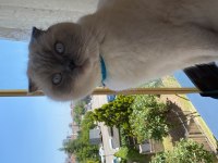 Erkek British Shorthair sahiplendirilecektir