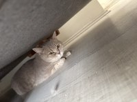 Anne ve 3 adet british shorthair yavru