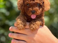 Toy Poodle Red Brown Kore Kan