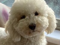 Kocaelide Safkan Apricot Toy Poodle