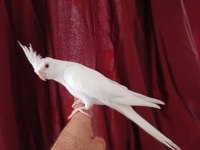 4 aylık erkek yavru sultan papağanı
