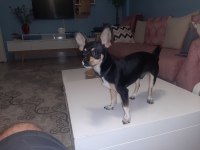 7 aylık chihuahua erkek küçük ırk siyah renk
