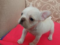 Mükemmel form 45 günlük bebek french bulldog