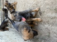 Safkan Belçika Kurdu 45 Günlük