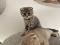 Acil verilecek tatlı scottish fold kedilerimiz