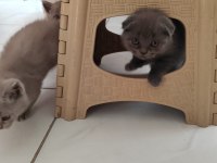 1 aylık scottish fold yavrular sahiplendirmek istiyorum