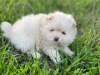 50 günlük ayı sürat pomeranian