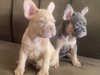 New shade taşıyıcı french bulldog yavrularımız