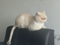 IRAN KEDISI 2.5 YASINDA KISIR ERKEK