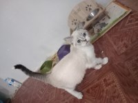 3 aylık eğitimli british shorthair