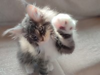 Karakteri cüssesi ve dolu şeceresi ile Nocturne Maine Coon