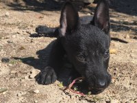 2 aylık saf siyah belçika kurdu (malinois)