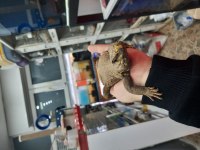 Farklılık arayana uromastyx