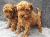 Toy poodle tatlı erkek minnaklar ruhsatlı çiftlik