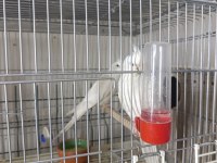 Yavrulu albino kırmızı göz sultan papağanı