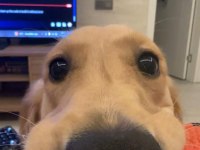 8 Aylık Golden Retriever Kızımız Yeni Yuvasını Arıyor