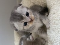 Scottish fold british bebekler