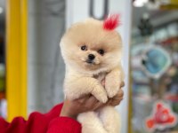 Pomeranian boo 60 günlük köpekler