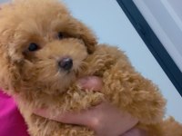 Teddy Bear Surat Yavru Poodle