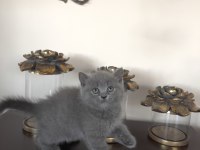 Scottish fold yavrularımıza yuva arıyoruz