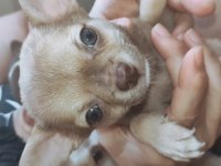 Sevimli chihuahua kardeşler