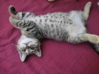 British shorthair linda ve yavruları
