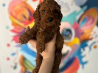 DENİZLİNİN EN GÖZDE TOY POODLE BEBEKLERİ