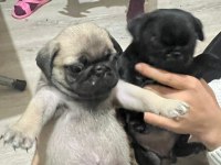 43 Günlük Temiz Kan Pug Yavrular