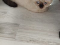 2 tane kedimiz kalmıştır dişi ve erkek