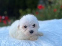 Kar Beyaz Renk Prenses Maltese