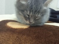 2 aylık erkek tekir kedimiz çok oyuncu ve akıllı