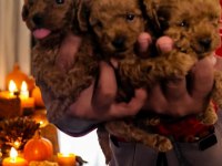 Toy poodle yavrusu