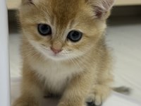 BABASI ŞECERELİ GOLDEN KEDİLERE YUVA ARIYORUZ