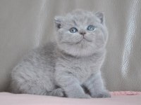 Gümüş Zarafet Gri British Shorthair