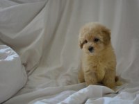 MALTİPOO YAVRULAR