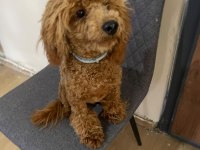 6 aylık yakışıklı poodle