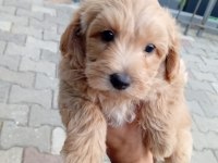 Arthur ve Sakız'ın Yavruları Maltipoo