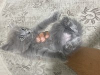 British longhair ve shorthair