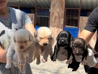 Labrador yavru köpekler