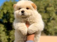 Pofuduk chow chow Çin aslanı erkek ve dişi