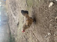Sabelpoot anaç tavuklar