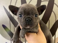 A Plus Irk Standartlarında French Bulldog Yavrularımız